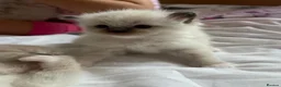 Ragdoll cats for sale: Beautiful Ragdolls for sale  in Halesowen - Advert 3