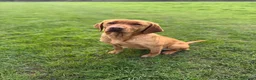 Labrador Retriever dogs for sale: KC REG - fox red Labrador puppies - Advert 1