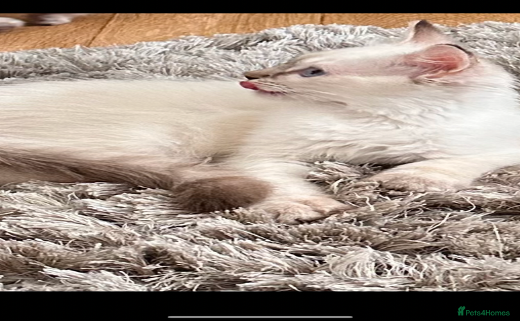 Ragdoll cats - Advert 7