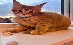 Maine Coon cats for sale: 5 Amazing Maine Coon kittens  - Image 19