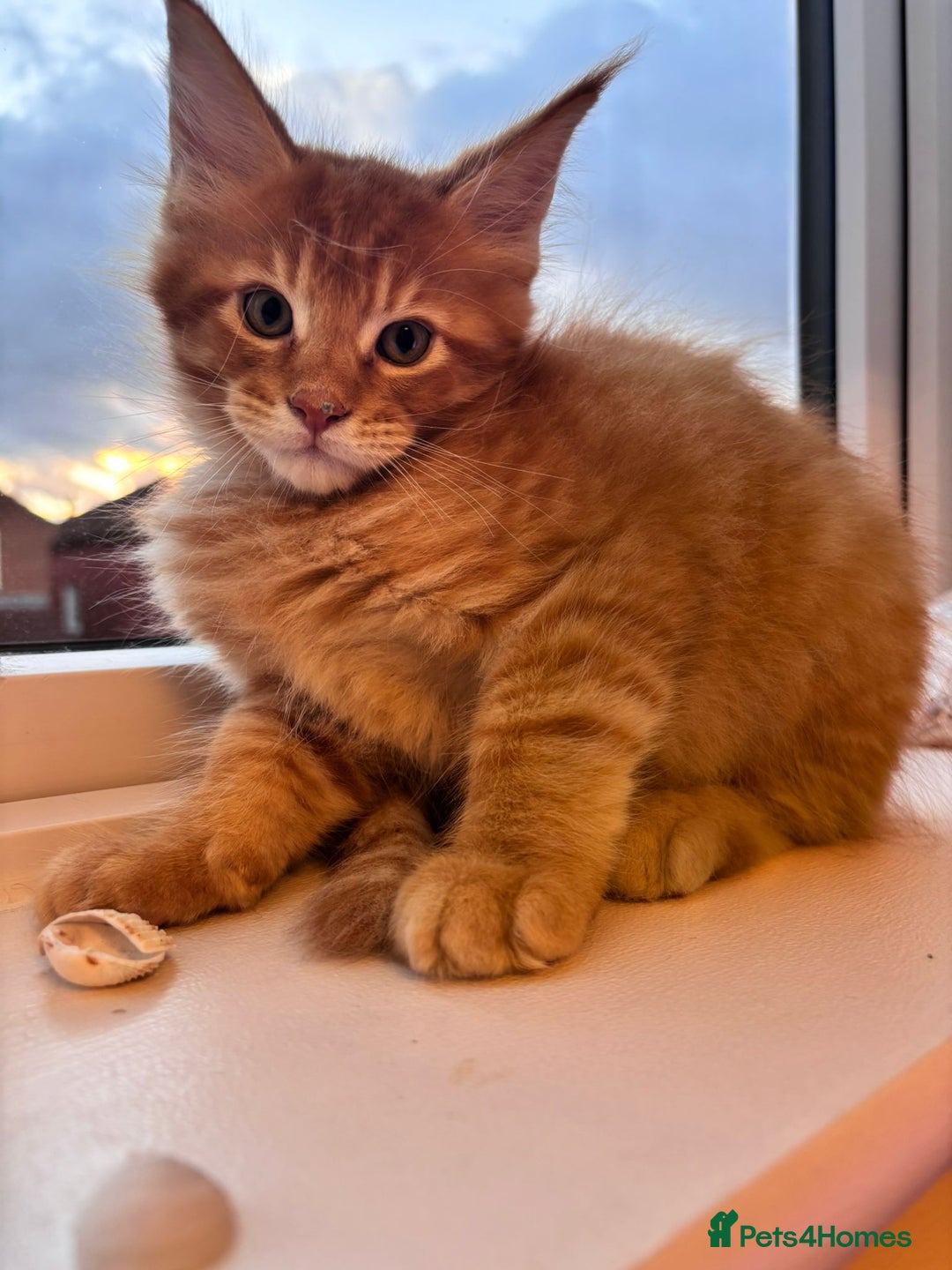 Maine Coon cats for sale: 5 Amazing Maine Coon kittens  - Image 19