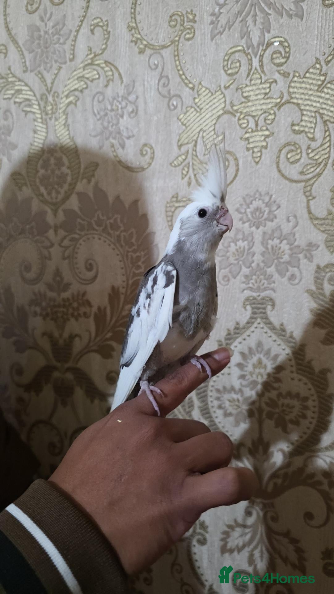 Cockatiels birds for sale: Hand Tamed Baby Cockatiels Super Friendly foe sale - Advert 1