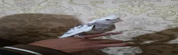 Cockatiels birds for sale: Hand Tamed Baby Cockatiels Super Friendly foe sale - Advert 1
