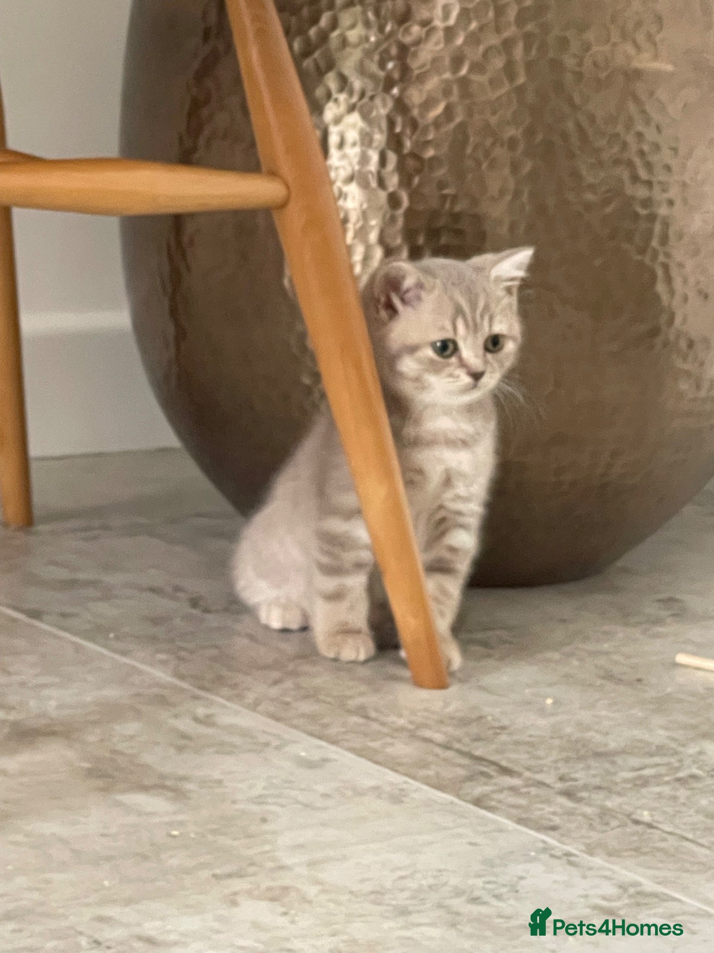 British Shorthair cats STUNNING GCCF BRITISH SHORTHAIR KITTENS  - Advert 14