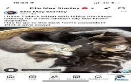 British Shorthair cats for sale: Black female Tabby with gorgeous markings  - Image 2