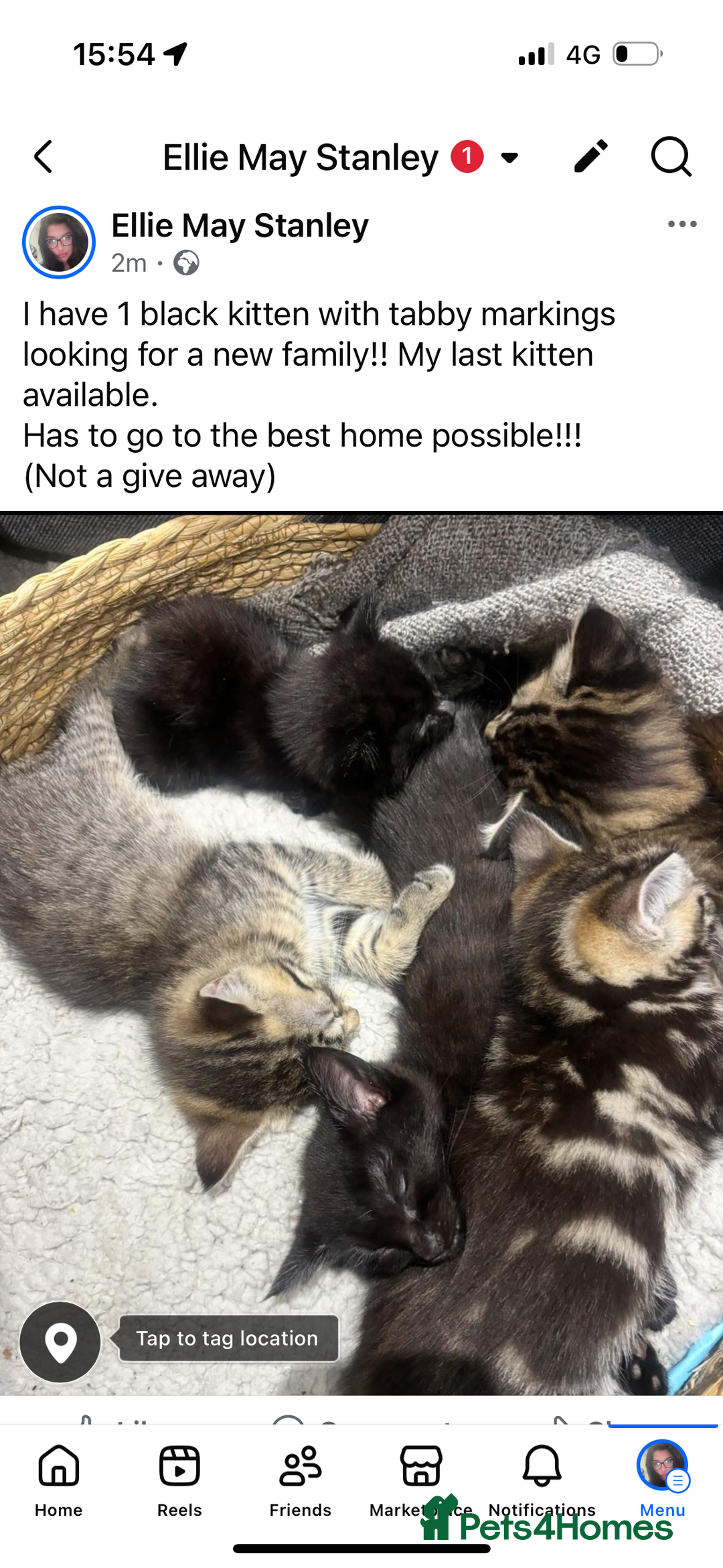 British Shorthair cats for sale: Black female Tabby with gorgeous markings  - Image 2