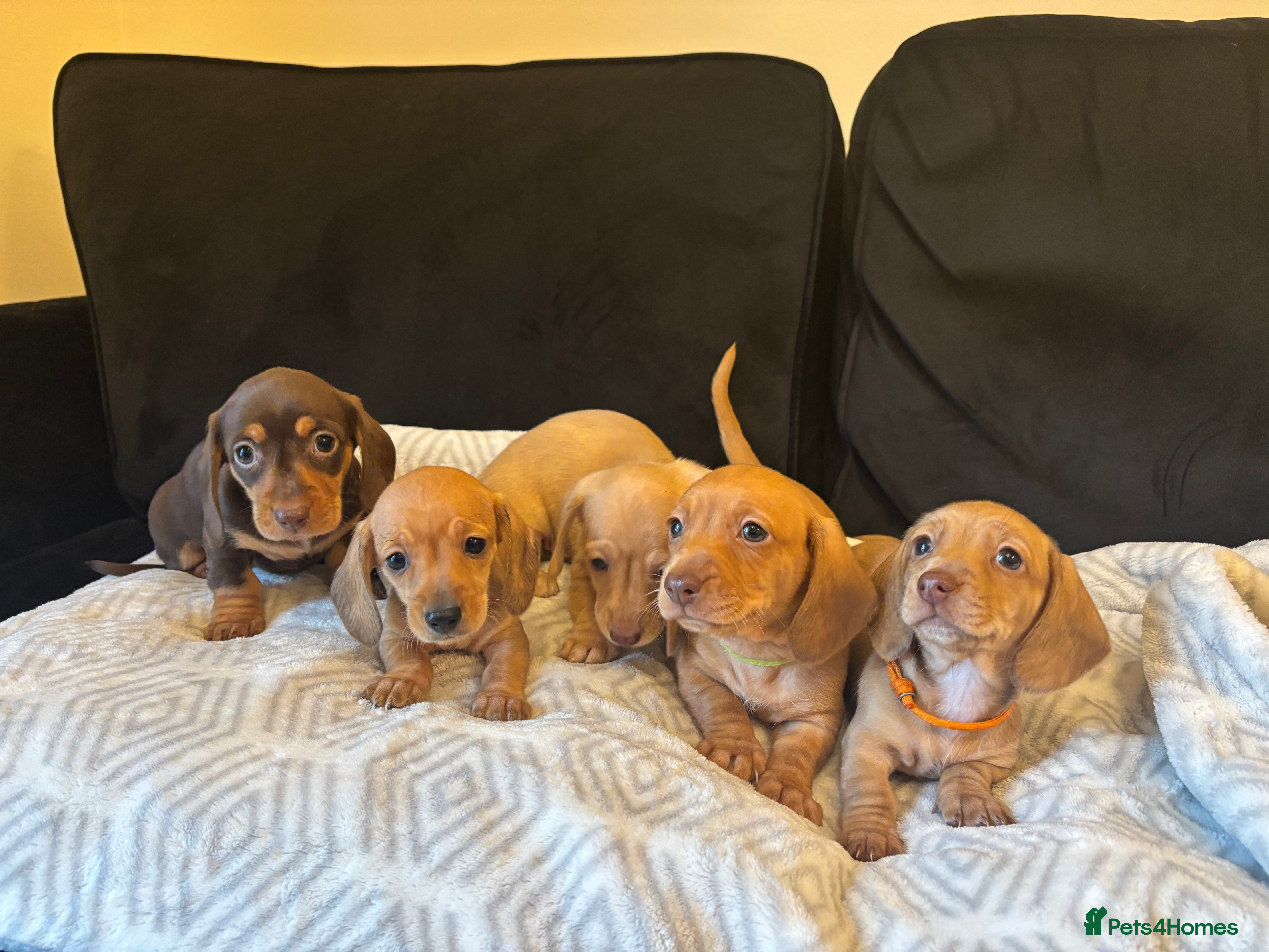 Miniature Dachshund dogs Miniature Smooth Dachshund  - Advert 17