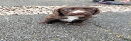 Cocker Spaniel dogs for sale: Wee brown and white cocker girl in Kilmarnock - Advert 16