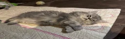 British Longhair cats for sale: 3 Adorable Loving British Longhair Kittens  - Advert 8