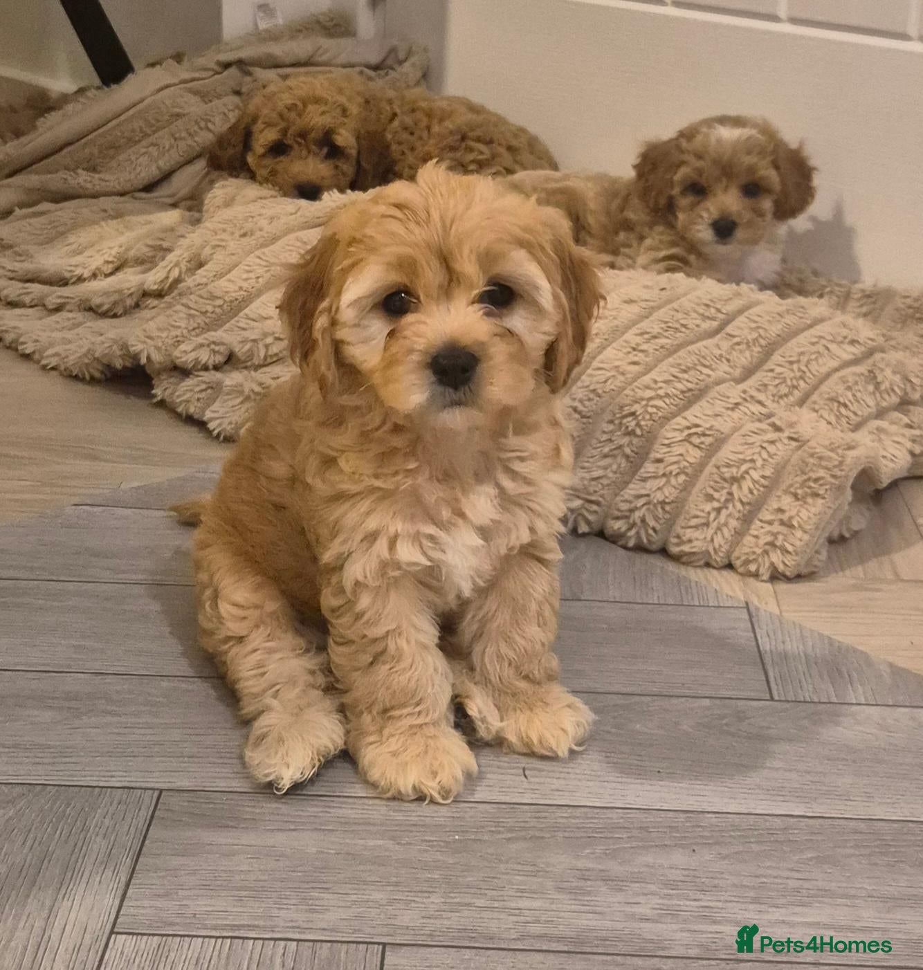Cavapoochon dogs Lovely little cavapoochons  - Advert 1