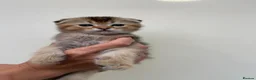 Scottish Fold cats for sale: LOVELY PUREBRED SCOTTISH FOLD CHINCHILLA KITTENS  - Advert 23