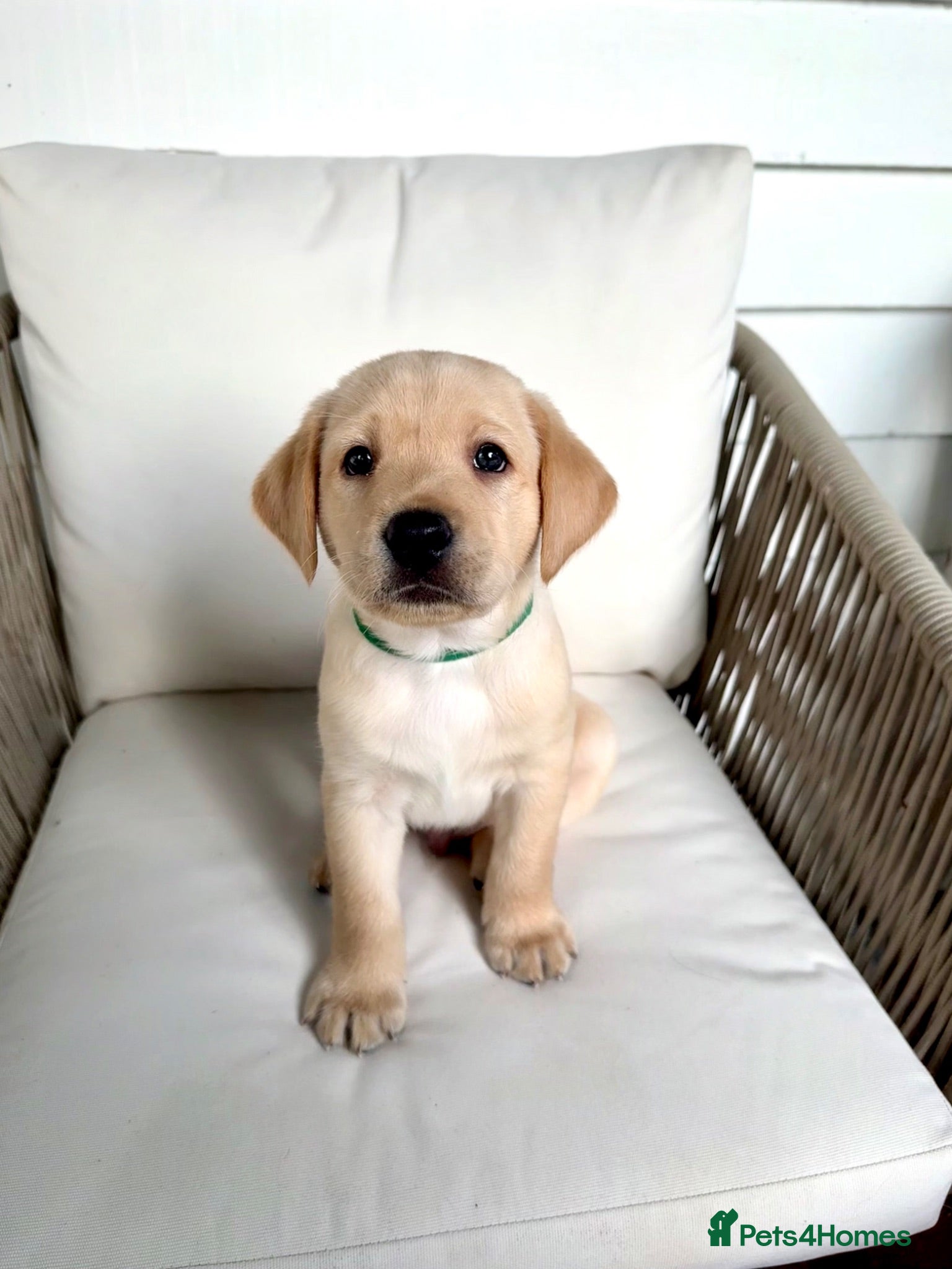 Labrador Retriever dogs Two adorable golden Labrador puppies - Advert 2