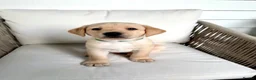 Labrador Retriever dogs for sale: Two adorable golden Labrador puppies in Saffron Walden - Advert 9