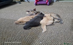 British Shorthair cats for sale: Pure British shirthair ready for new parents - Image 17