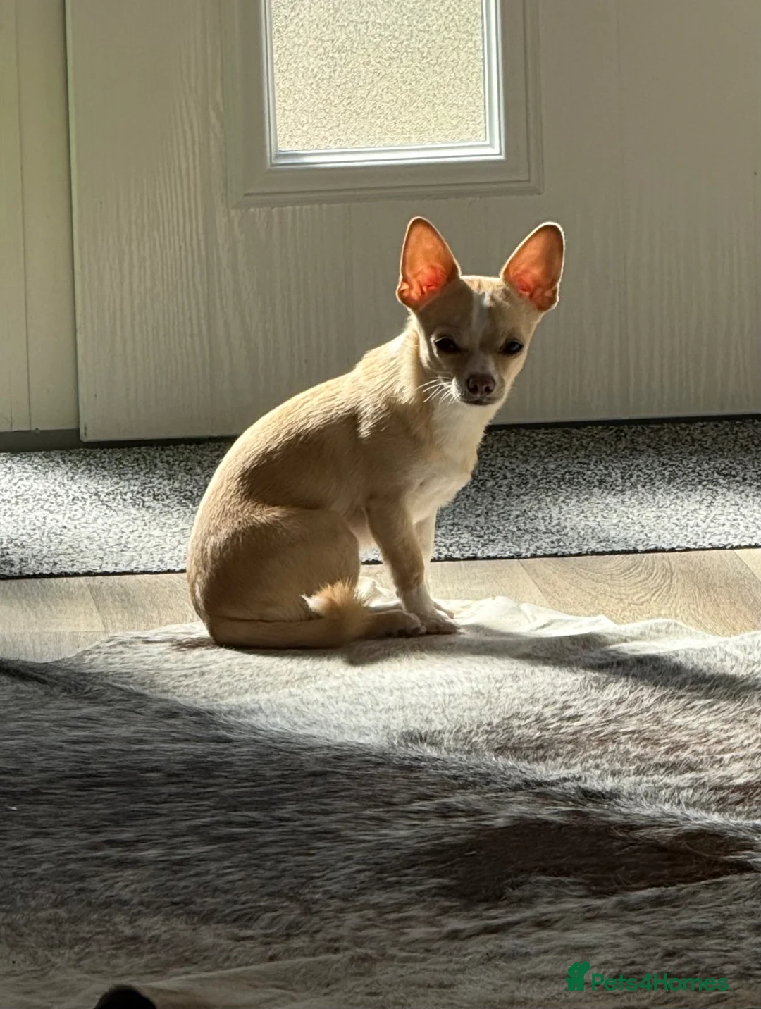 Pomchi dogs for sale: Beautiful tiny boy  - Advert 1