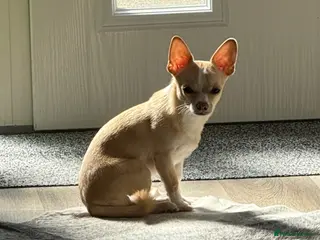 Pomchi dogs Beautiful tiny boy - Advert 5