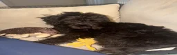 Labradoodle dogs for sale: Miniature Labradoodle in Nelson - Advert 7