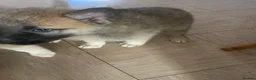 Shepsky dogs for sale: Beautiful fluffy puppies - Advert 9