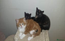 Mixed Breed cats for sale: Adorable kittens  - Image 12