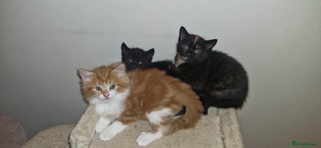 Mixed Breed cats for sale: Adorable kittens  - Image 12
