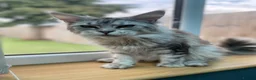 Maine Coon cats for sale: 1 Year Old Stunning Active Maine Coon Girl 🩷 - Advert 3