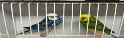 Budgerigars birds for sale: Pairs of exhibition budgies  - Advert 2