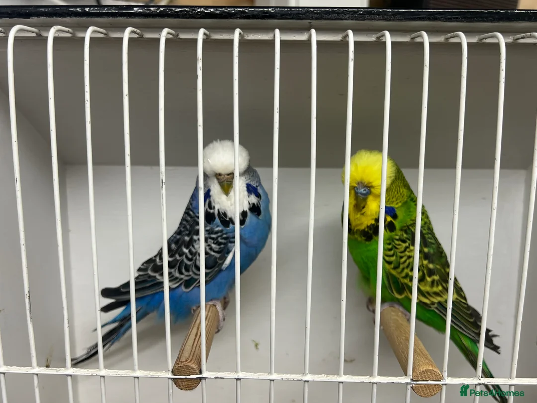 Budgerigars birds for sale: Pairs of exhibition budgies  - Advert 2