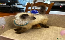 Selkirk Rex cats for sale: Selkirk rex kittens  - Image 23
