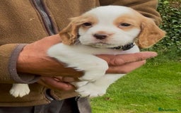 Cocker Spaniel dogs for sale: KC Reg Working Cocker spaniel puppies roan - Image 20