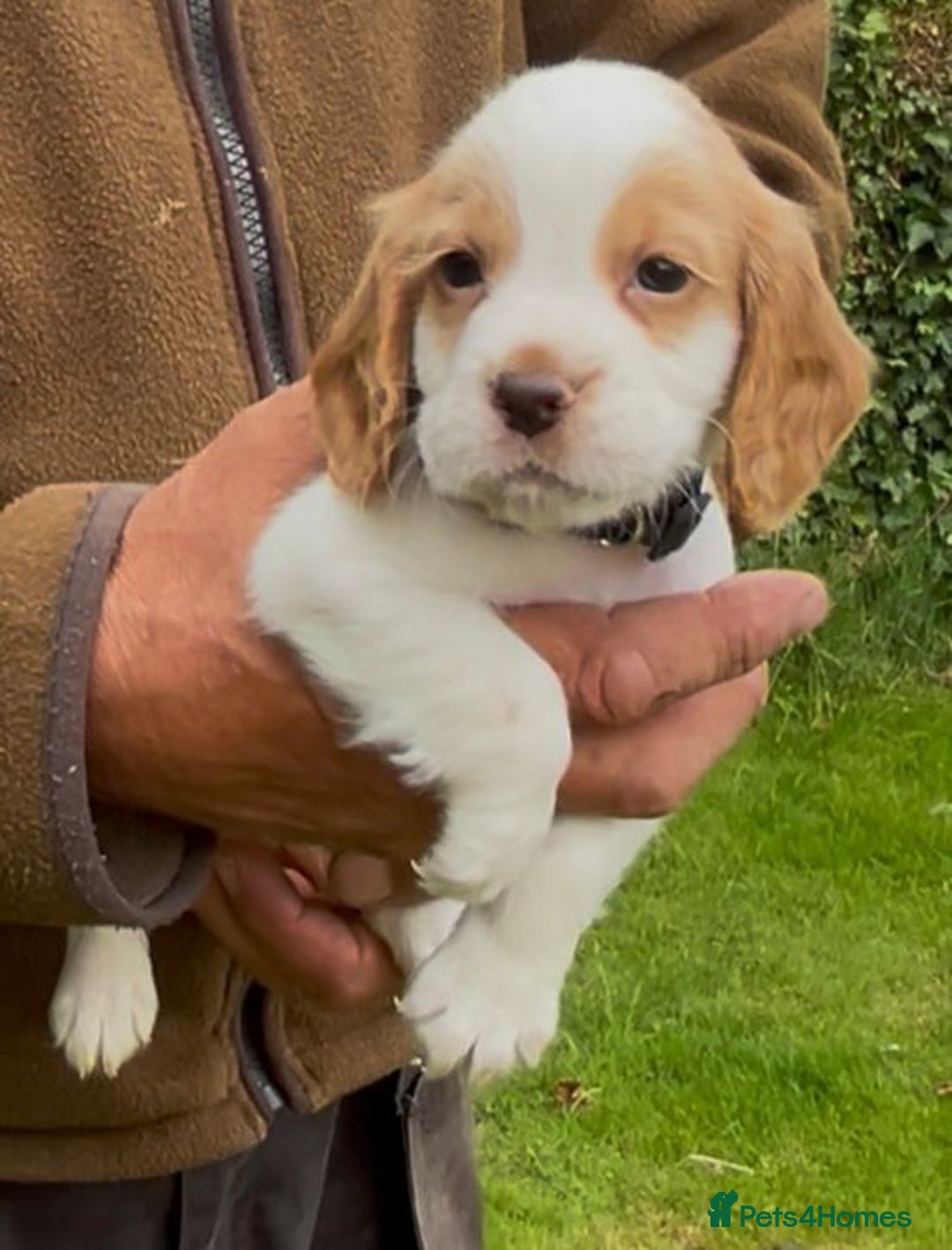 Cocker Spaniel dogs for sale: KC Reg Working Cocker spaniel puppies roan - Image 20