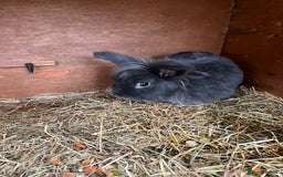 Lionhead rabbits for sale: Stunning lionhead buck - Image 7