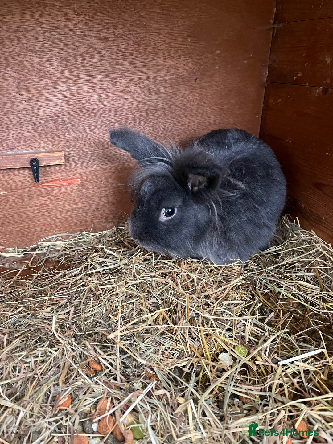 Lionhead rabbits for sale: Stunning lionhead buck - Image 7