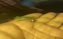 Frog reptiles for sale: Whites tree froglets  - Image 3