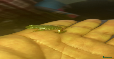 Frog reptiles - Advert 3