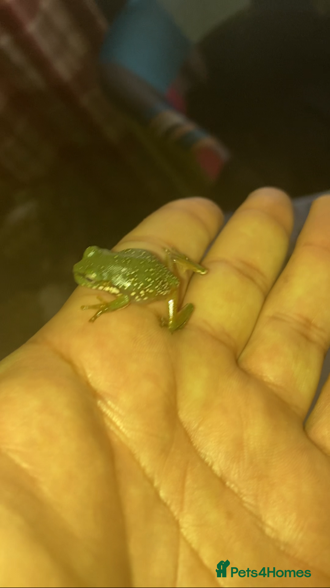 Frog reptiles for sale: Whites tree froglets  - Image 3