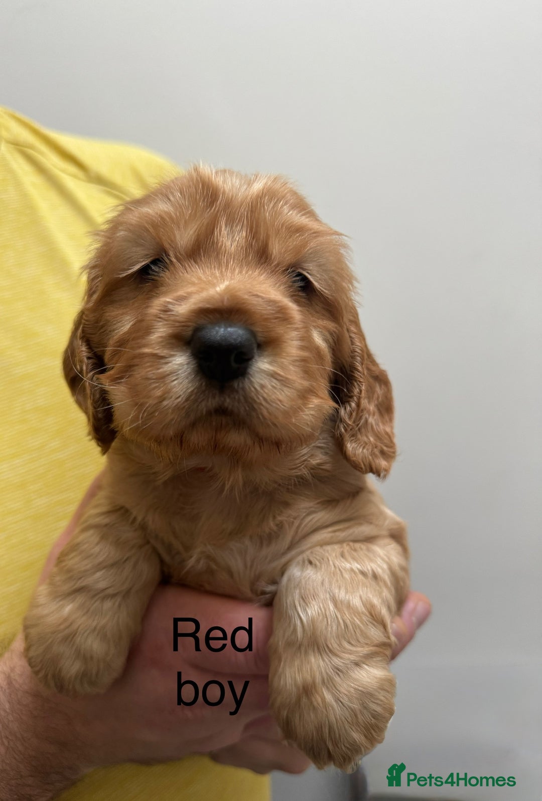 Cocker Spaniel dogs for sale: Show type cocker spaniels - Advert 5