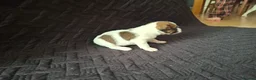 Parson Russell dogs for sale: 6 Parson Russell Terrier Pups for sale - Advert 8