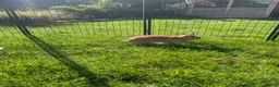Rex rabbits for sale: Loving home needed for three beautiful bunnies 🐰  - Advert 7