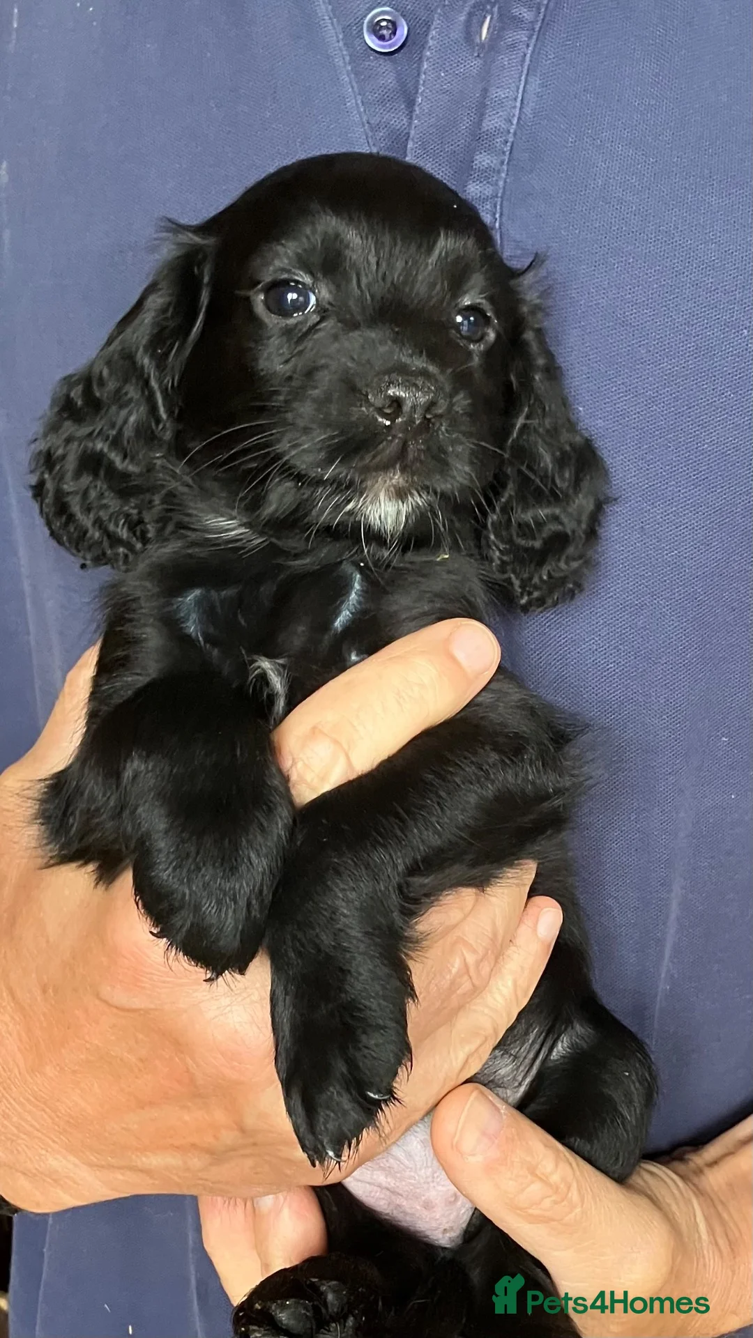 Cocker Spaniel dogs for sale: Cocker Spaniel puppies - Advert 5