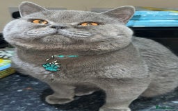 British Shorthair cats for sale: Stunning British Short Hair Kittens - Image 27