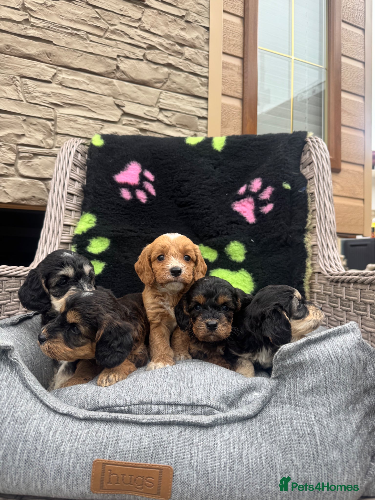 Cockapoo dogs F1 PRA CLEAR COCKAPOOS(council licensed breeder) - Advert 2