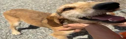 Segugio Italiano dogs for adoption: Loumi (wire-haired Segugio Italiano) in Edinburgh - Advert 3