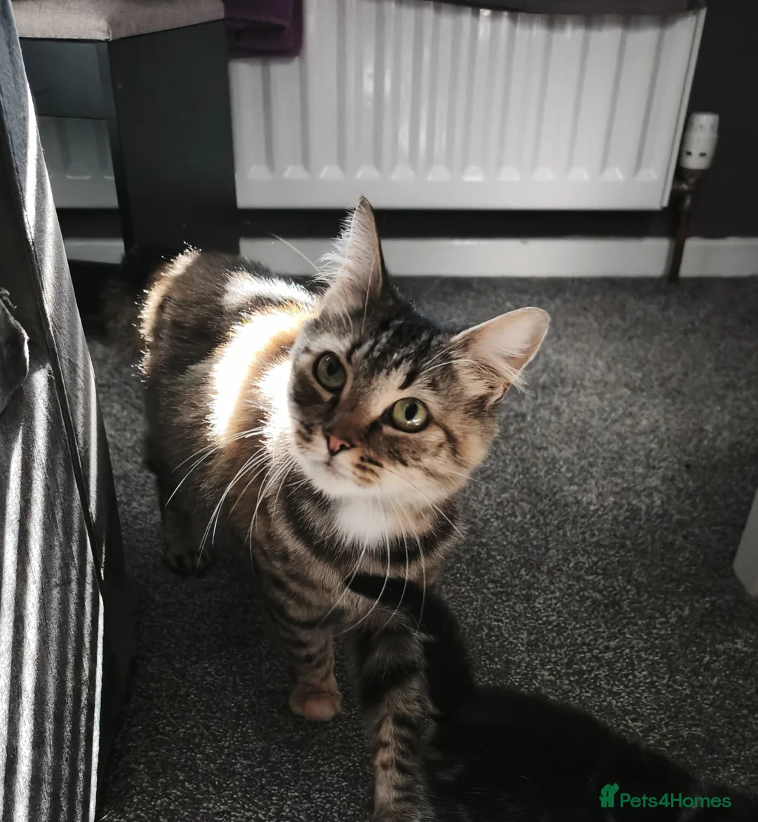 Mixed Breed cats for sale: Maincoon cross male kitten for sale  - Advert 4