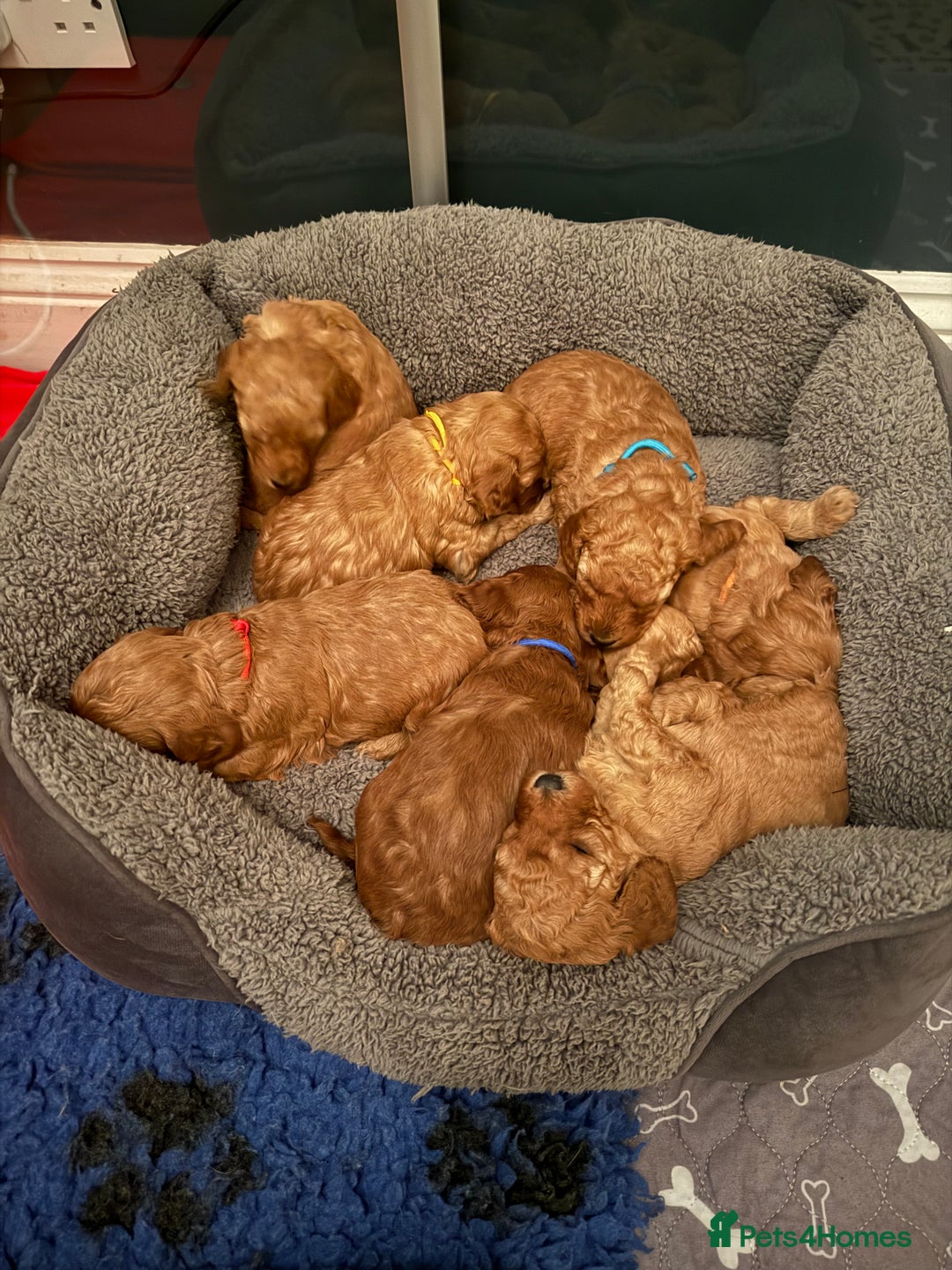 Cavapoo dogs for sale: Beautiful F1B cavapoo “teddy bear” puppies  - Advert 21