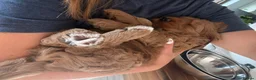Australian Labradoodle dogs for sale: Australian labradoodle's  - Advert 8