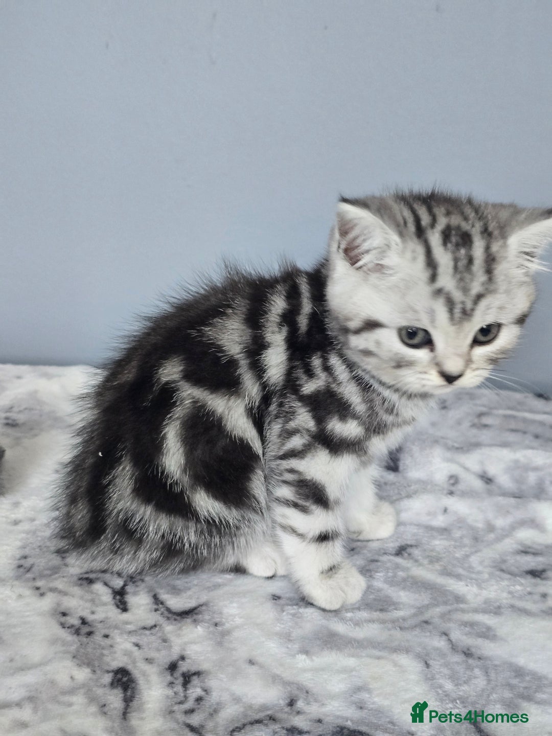 British Shorthair cats for sale: Beautiful gccf registered bsh kittens  - Image 21