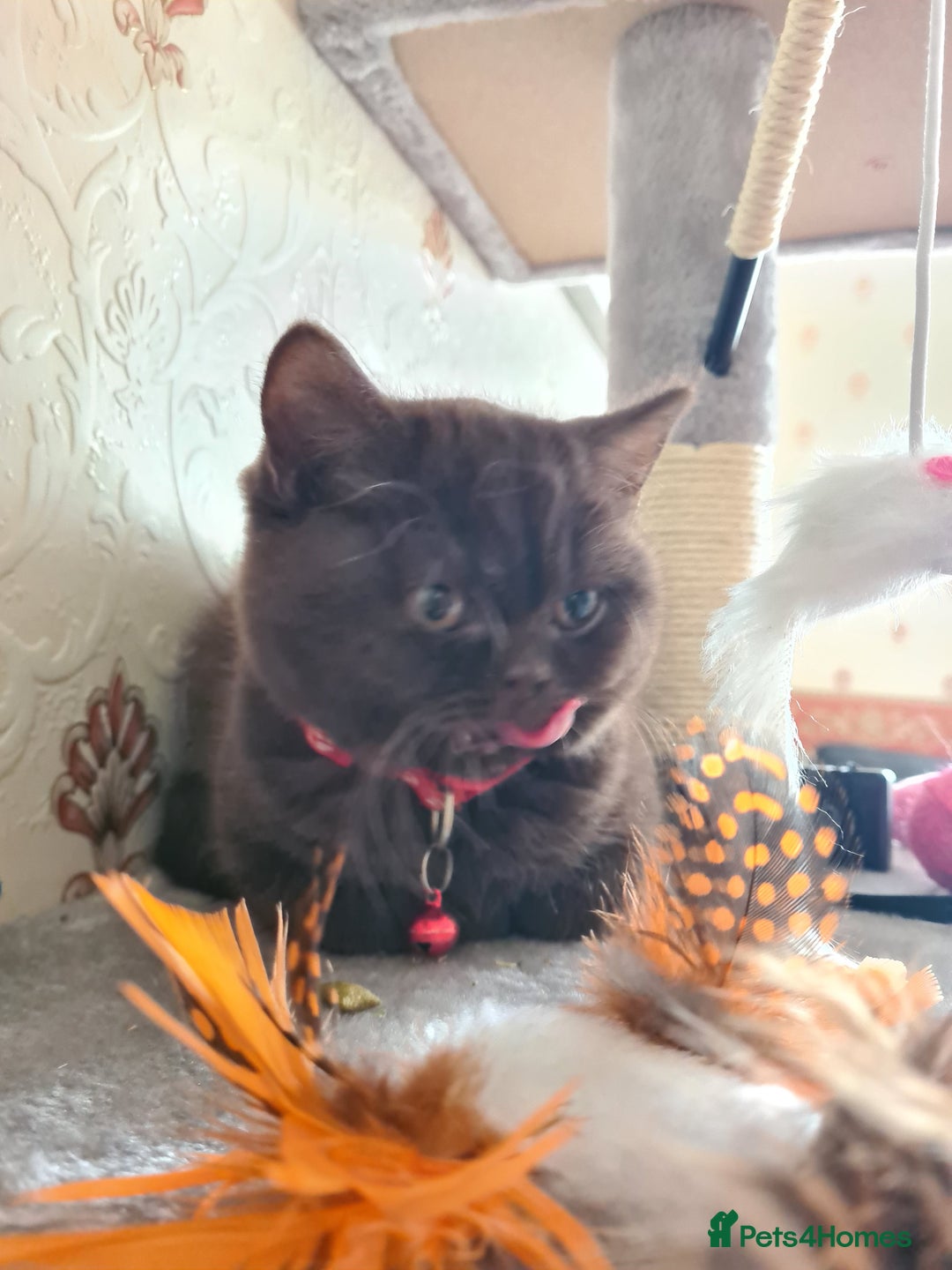 British Shorthair cats for sale: British Short-hair - Image 6