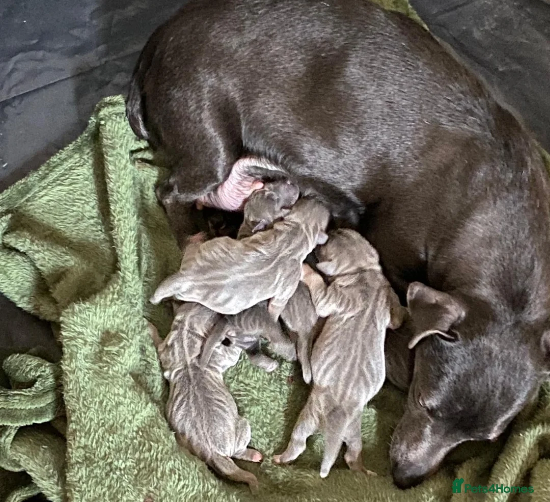 Jack Russell dogs for stud: Jack Russell for stud  - Advert 12