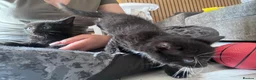 Mixed Breed cats for sale: Cute kittens in Doncaster - Advert 5