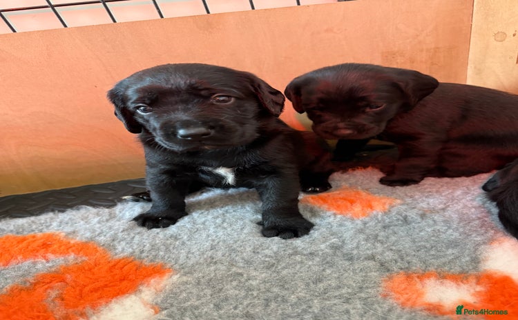 Mixed Breed dogs - Advert 1